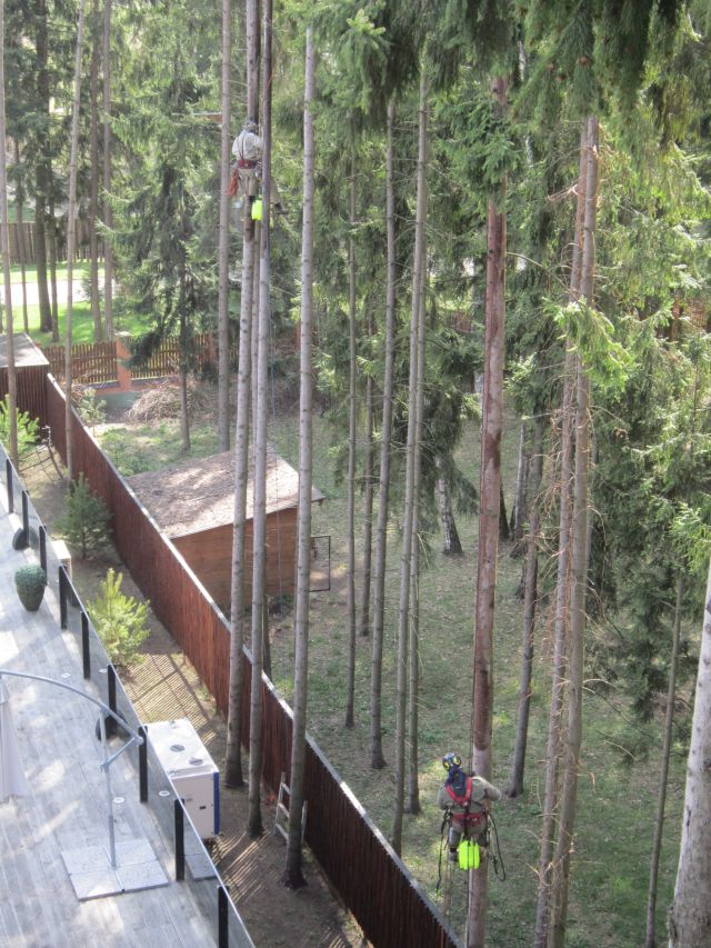 Обработка участка от короеда-типографа