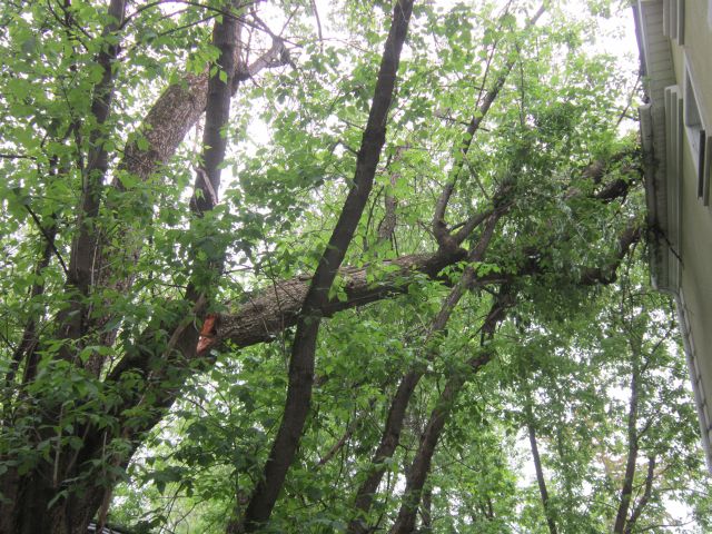 дерево упало на крышу дома в Серебряном Бору