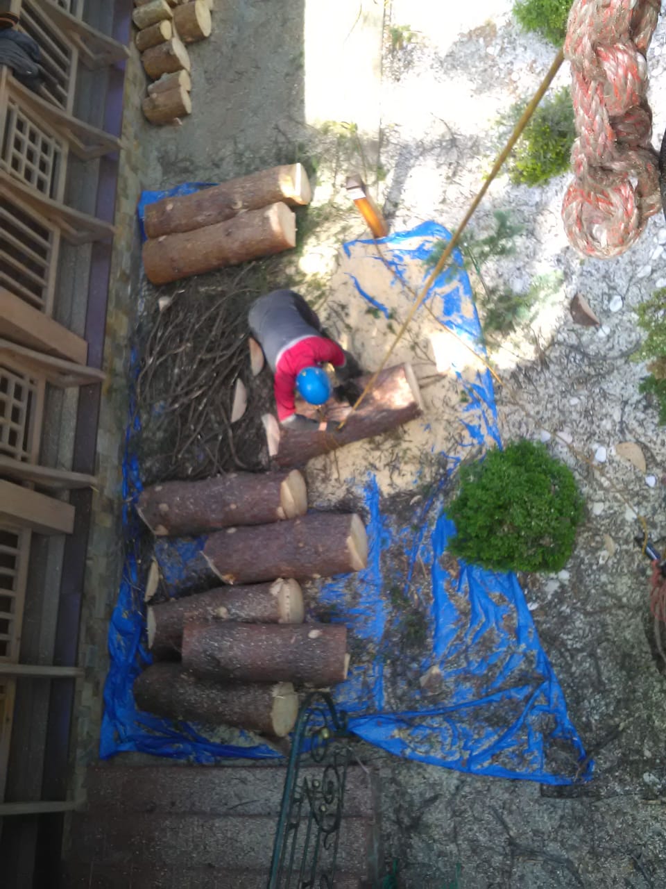 Укладка частей распиленного ствола