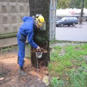 далее делаем валочный запил с противоположной стороны, при этом дерево должно упасть в заданном направлении