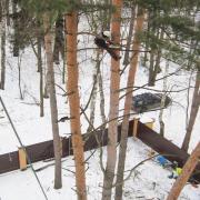 санитарная обрезка сосен