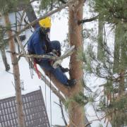 при санитарной обрезке деревьев удаляются сухие, засыхающие, повреждённые ветви и опиливаются оставленные ранее пеньки
