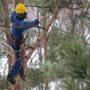 обрезка веток арбористом