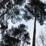 закреплённый трос на поддерживающее дерево