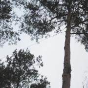 тросы почти не заметны, а при большой плотности деревьев их совсем трудно отискать