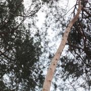 трос на поддерживаемом дереве