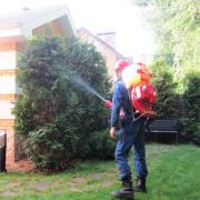 опрыскивание деревьев из бензоопрыскивателя