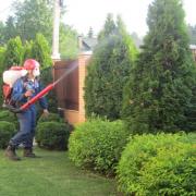 обработка деревьев противогрибковыми препаратами