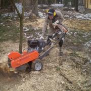 перед дроблением пень опиливают максимально близко к земле