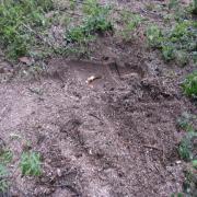 измельчённый пень