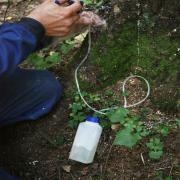 Инсектицидный препарат вводится в нескольких точках по периметру ствола на высоте около 30 см от земли. 