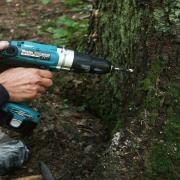 Засверливаем отверстие в стволе дерева для установки клапана и последующего введения препарата. 