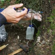 Стволовые инъекции. Специальным шприцем вводим точно отмеренное количество препарата. 