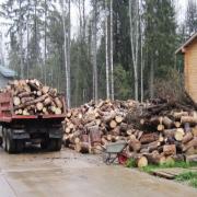 вывоз короедных елей для сжигания