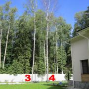 две почти высохшие берёзы