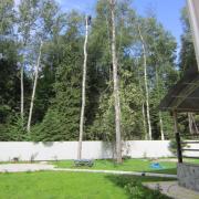 спиленная с завешиванием макушка берёзы