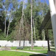 спиленная с завешиванием вторая макушка