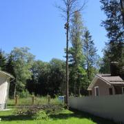 подготовка к спиливанию макушки берёзы