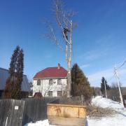 удаление дерева по частям альпи