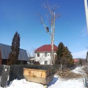 подготовка к обрезке большой ветки дере