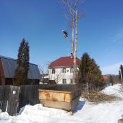 часть большой ветки дерева удалена