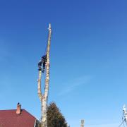 ветки удалены, остался один ствол