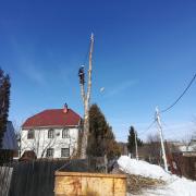 распил ствола дерева