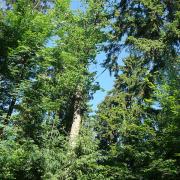 удаление дуба с большим дуплом среди растительности, газона и построек