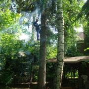 подъём на дерево арбориста на петлях