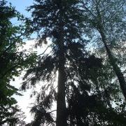 завешивание страховочной верёвки на соседнее дерево