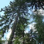 страховочное дерево и удаляемое дерево