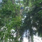 завешивание и спуск веток дерева