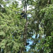 удаление кроны дерева