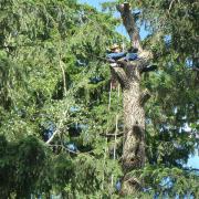 закрепление верёвок на куске дерева