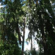 спуск части ствола дерева на верёвках