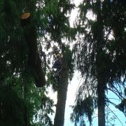 спуск куска дерева через соседние деревья