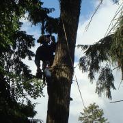 без направляющего запила бревно может повести себя не предсказуемо