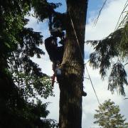 спиливание части дерева