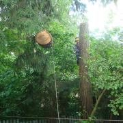 ценные молодые деревья оттянуты верёвками в стороны