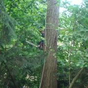 работа на верёвках с бензопилой крайне опасна