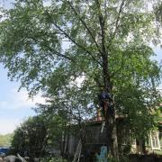 удаление берёзы по частям без завешивания в стеснённых условиях