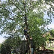 подъём на берёзу на гаффах (в народе на кошках)