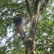 спиливание веток