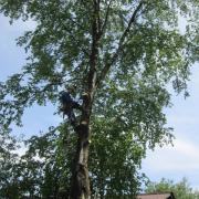 удаление кроны дерева