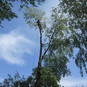 разбор макушки берёзы