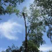 удаление макушки берёзы