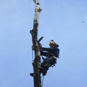 спиливание верхнего куска берёзы