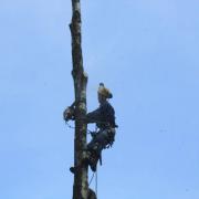 направляющий запил