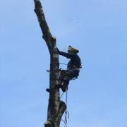 направленное заваливание куска дерева