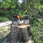 удаление берёзы по частям завершено успешно